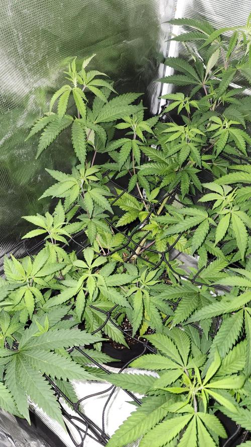 Big Berry Bliss !!Business!!. Week 8 - 06/07