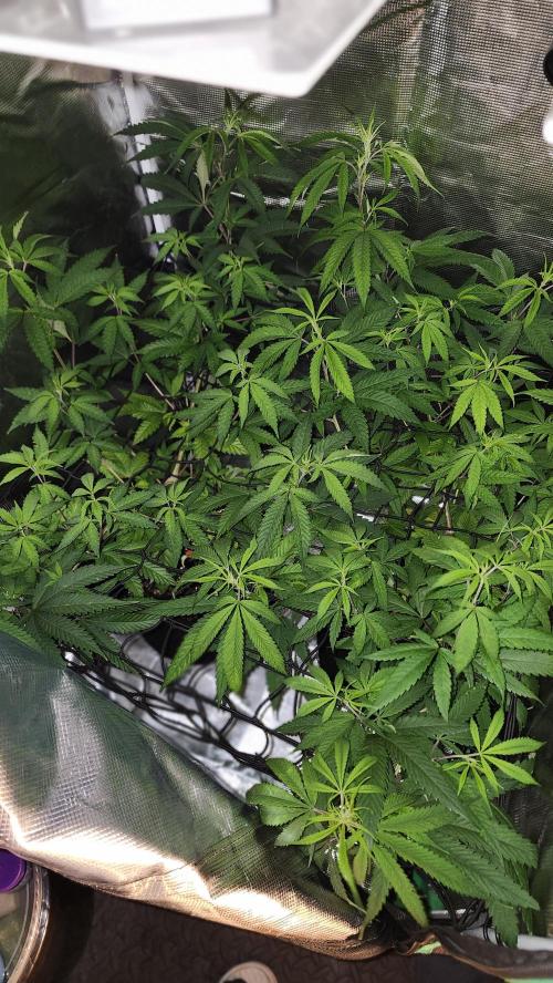 Big Berry Bliss. Week 8