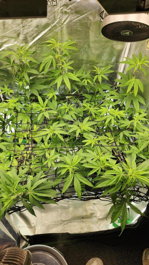 Big Berry Bliss !!Business!!. Week 8 - 06/10