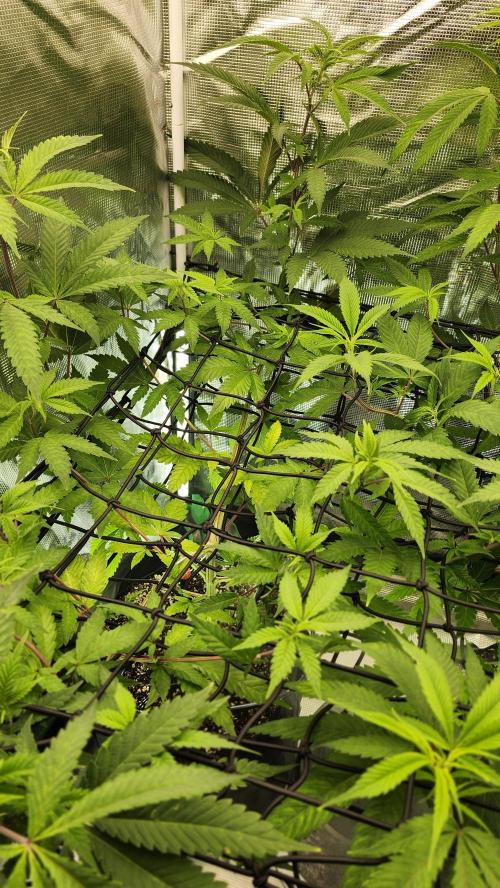 Big Berry Bliss !!Business!!. Week 8 - 06/10