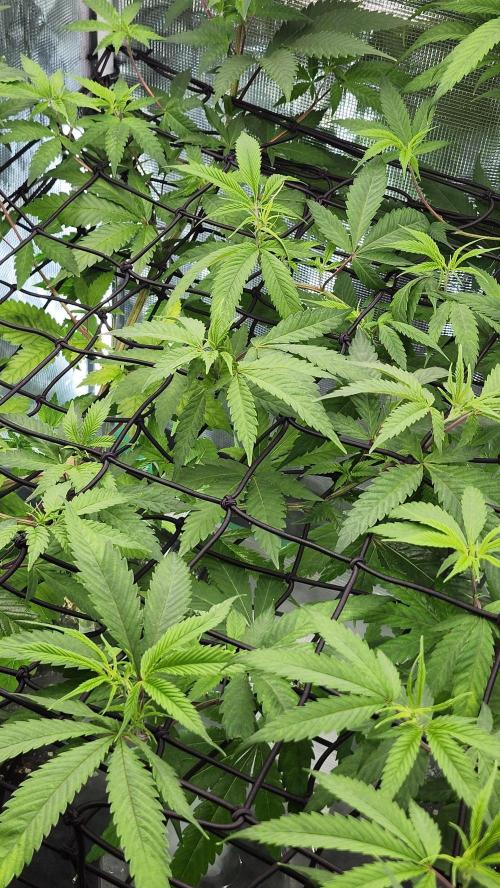 Big Berry Bliss !!Business!!. Week 8 - 06/10