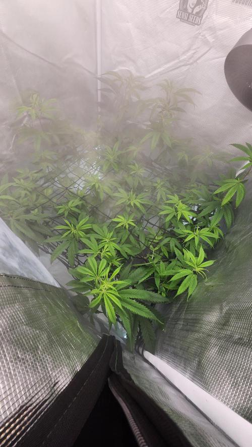 Big Berry Bliss !!Business!!. Week 8 - 06/10