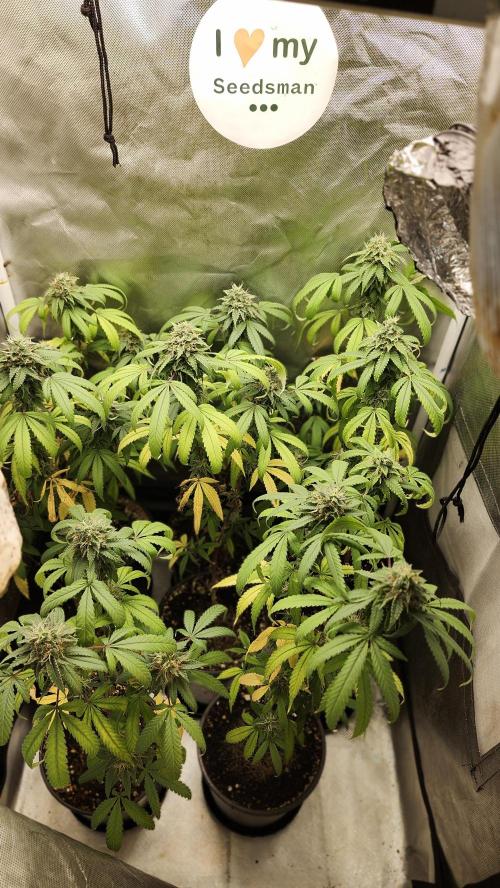 Grape Soda. Week 35