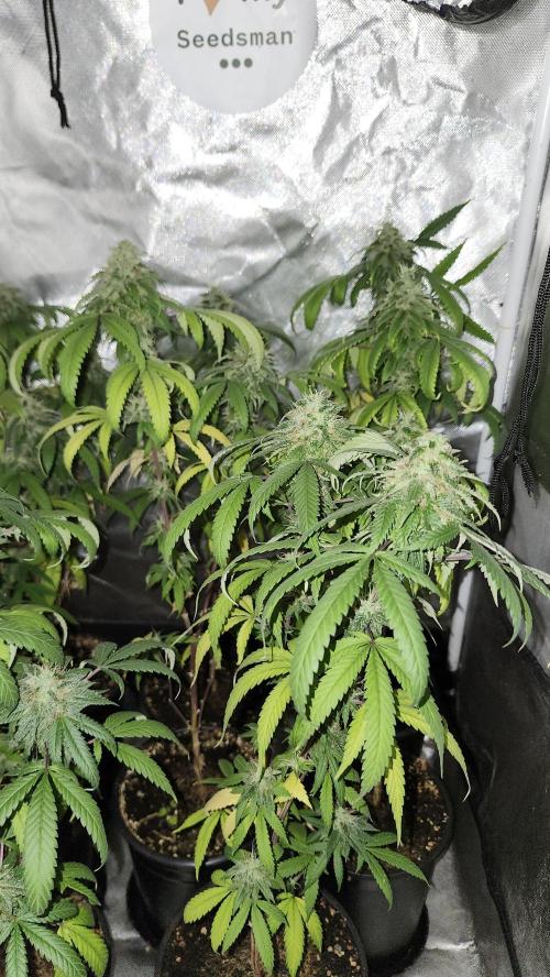 Grape Soda. Week 35