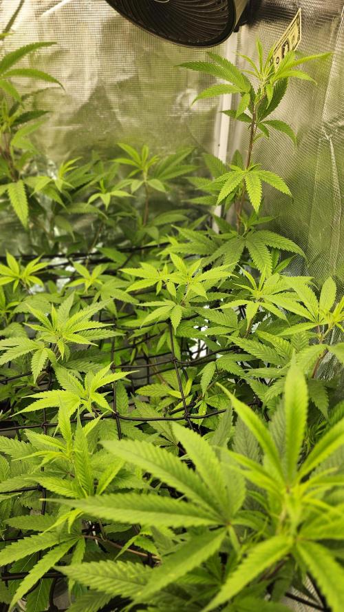 Big Berry Bliss !!Business!!. Week 8 - 06/12