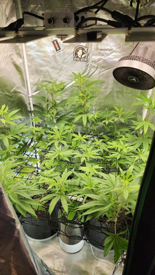 Big Berry Bliss !!Business!!. Week 8 - 06/12