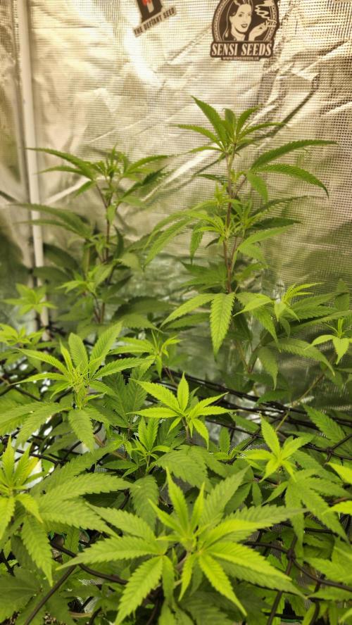 Big Berry Bliss !!Business!!. Week 8 - 06/12