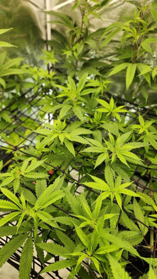 Big Berry Bliss !!Business!!. Week 8 - 06/12