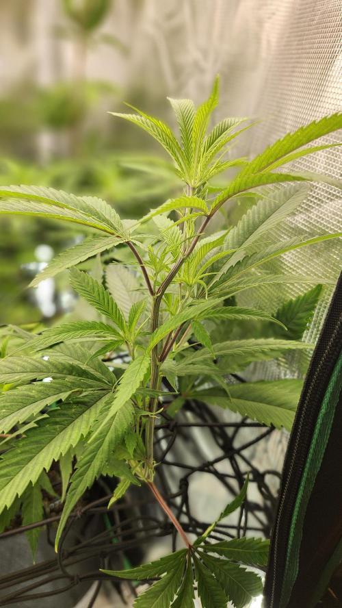 Big Berry Bliss !!Business!!. Week 8 - 06/12