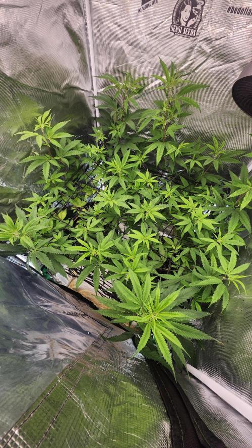 Big Berry Bliss !!Business!!. Week 8 - 06/12