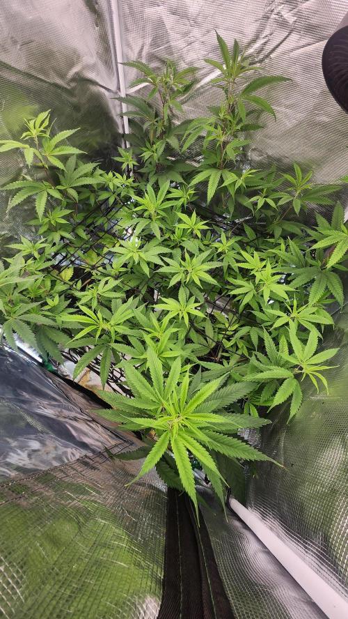 Big Berry Bliss !!Business!!. Week 8 - 06/12