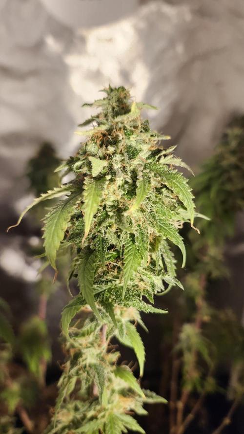 Grapeppy Grape!!. Week 36