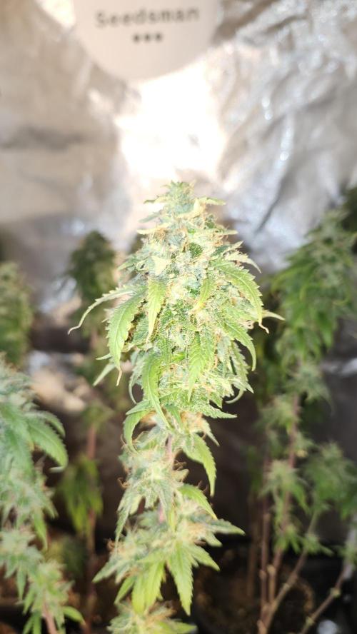 Grapeppy Grape!!. Week 36