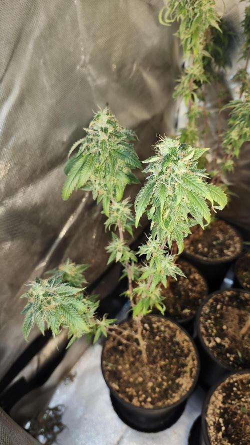 Grapeppy Grape!!. Week 36