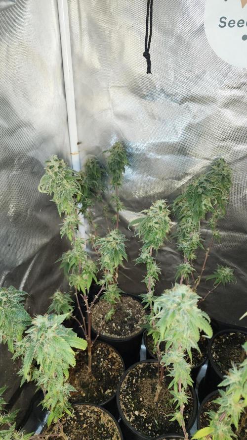 Grapeppy Grape!!. Week 36