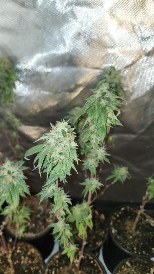 Grapeppy Grape!!. Week 36