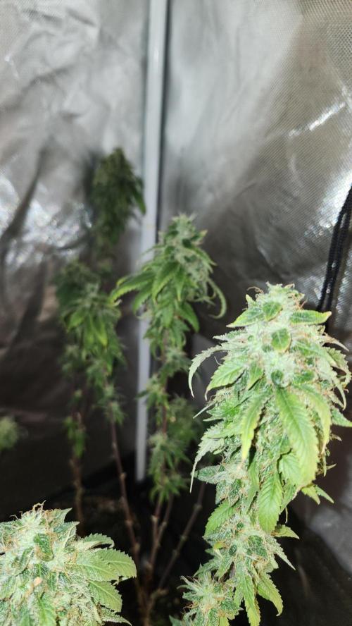 Grapeppy Grape!!. Week 36