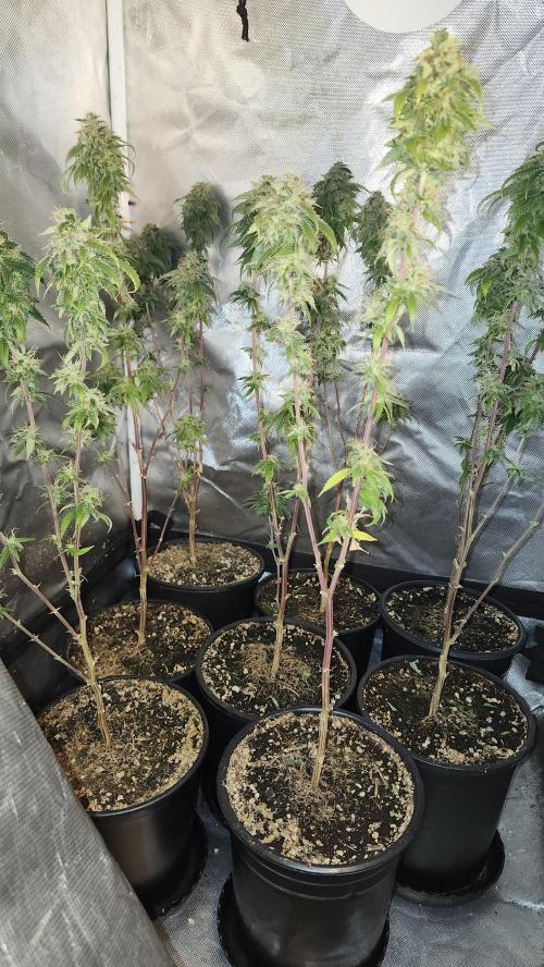 Grapeppy Grape!!. Week 36