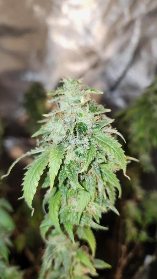 Grapeppy Grape!!. Week 36
