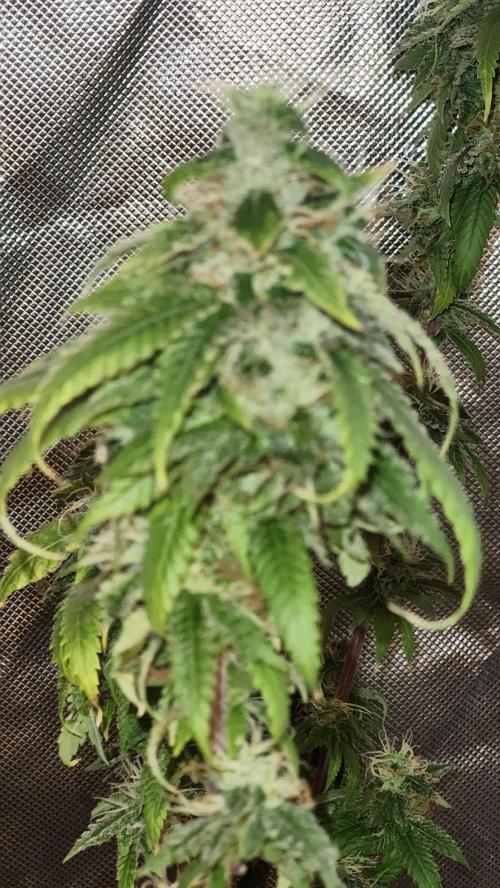 Grapeppy Grape!!. Week 36