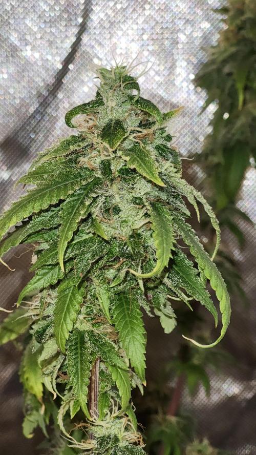 Grapeppy Grape!!. Week 36