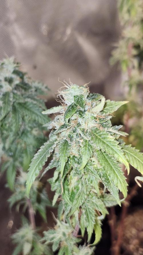 Grapeppy Grape!!. Week 36