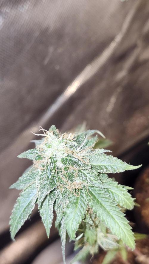 Grapeppy Grape!!. Week 36