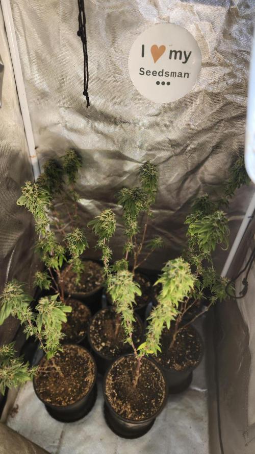 Grapeppy Grape!!. Week 36