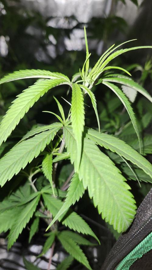 Big Berry Bliss !!Business!!. Week 9