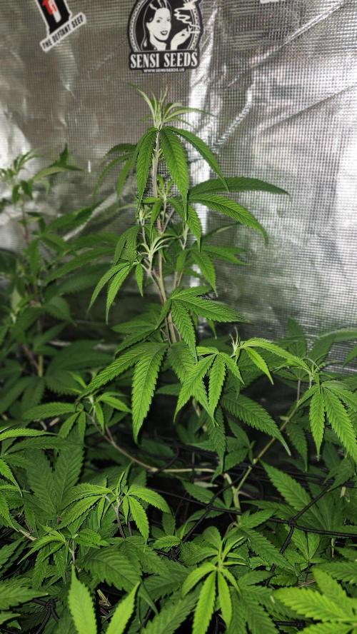 Big Berry Bliss !!Business!!. Week 9