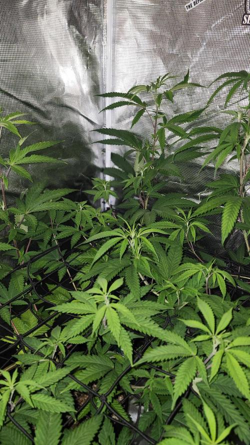 Big Berry Bliss !!Business!!. Week 9