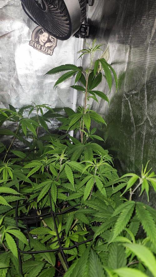 Big Berry Bliss !!Business!!. Week 9