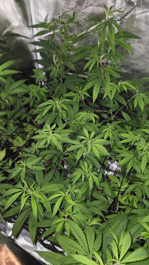 Big Berry Bliss !!Business!!. Week 9