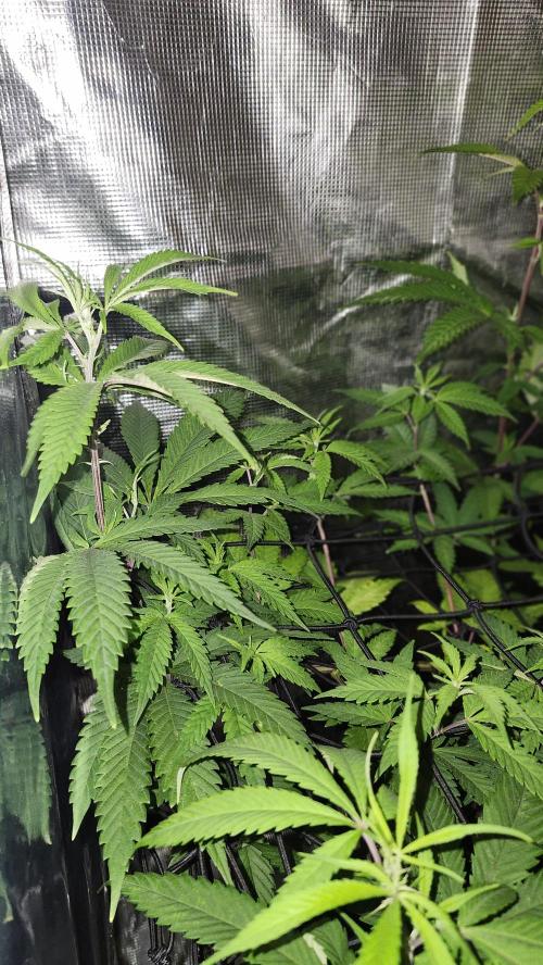 Big Berry Bliss !!Business!!. Week 9