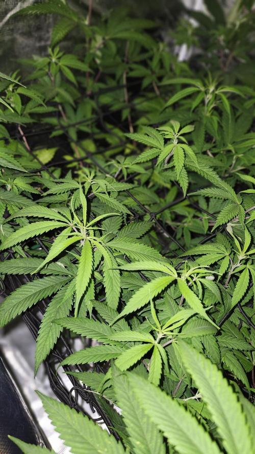 Big Berry Bliss !!Business!!. Week 9