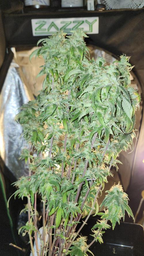 Grape Soda. Week 36