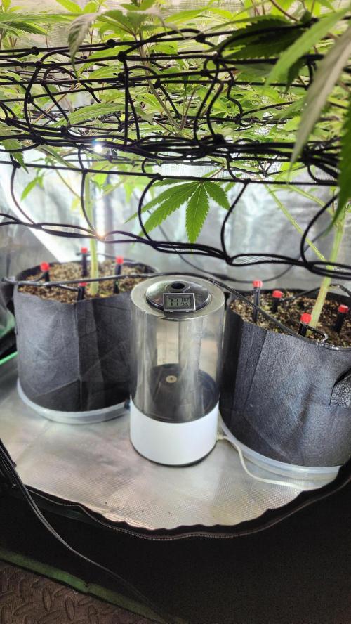 Big Berry Bliss !!Business!!. Week 9 - 06/15
