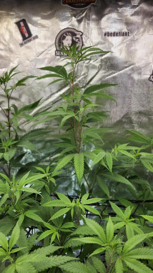 Big Berry Bliss !!Business!!. Week 9 - 06/15