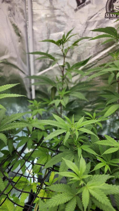 Big Berry Bliss !!Business!!. Week 9 - 06/15