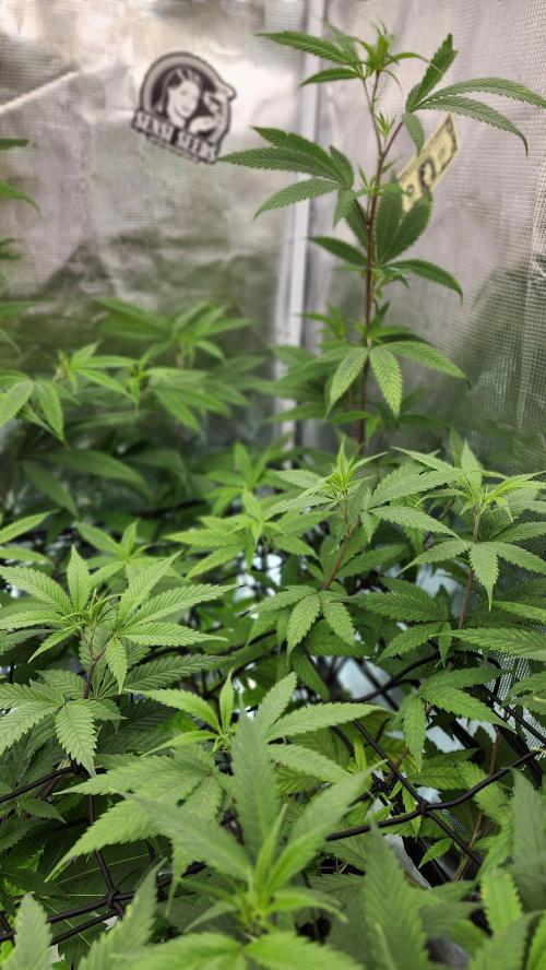 Big Berry Bliss !!Business!!. Week 9 - 06/15
