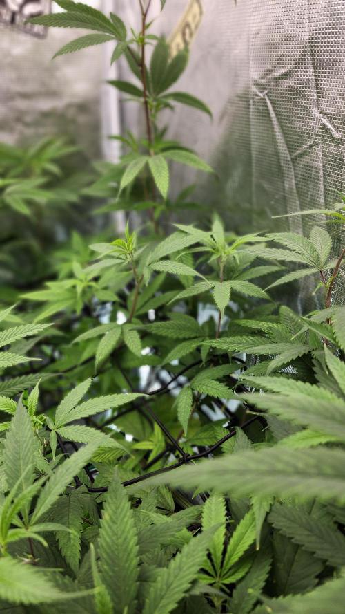 Big Berry Bliss !!Business!!. Week 9 - 06/15