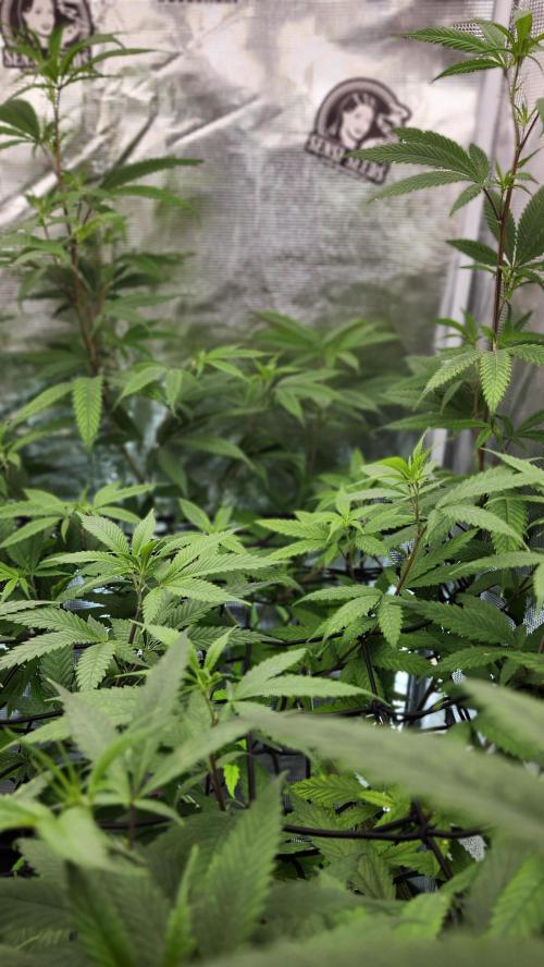 Big Berry Bliss !!Business!!. Week 9 - 06/15