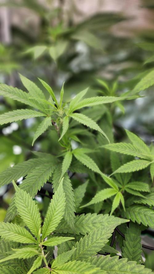 Big Berry Bliss !!Business!!. Week 9 - 06/15