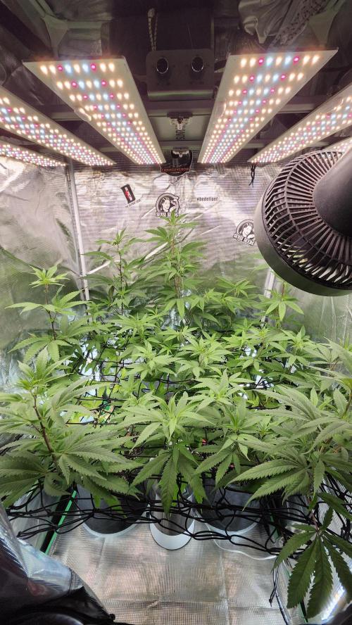Big Berry Bliss !!Business!!. Week 9 - 06/15