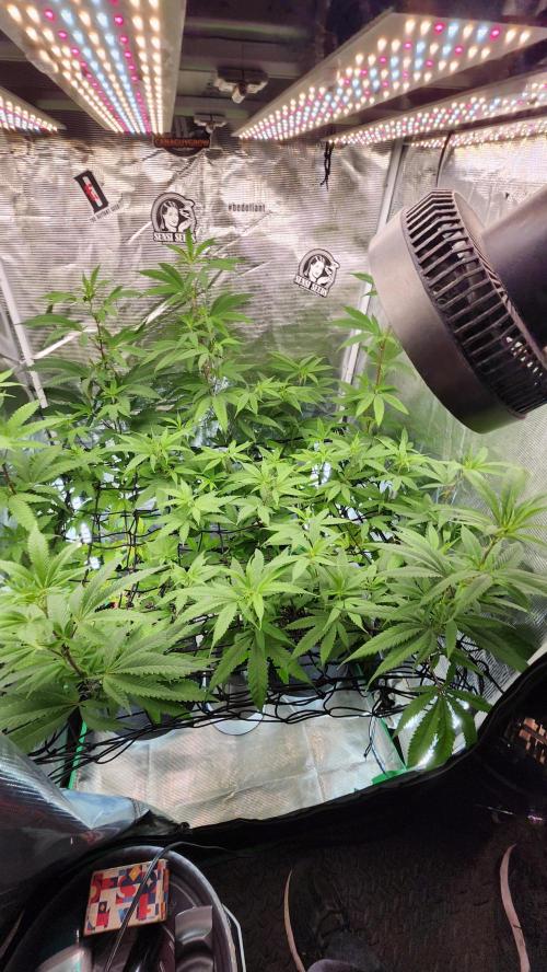 Big Berry Bliss !!Business!!. Week 9 - 06/15