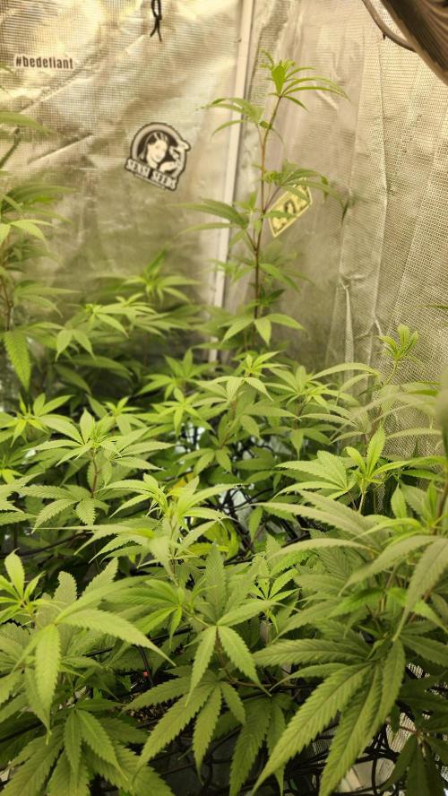 Big Berry Bliss !!Business!!. Week 9 - 06/19