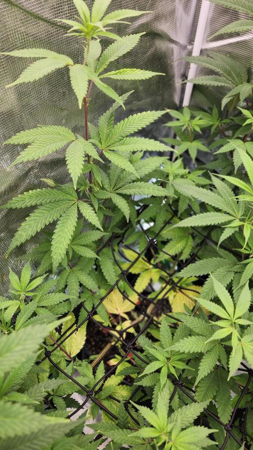 Big Berry Bliss !!Business!!. Week 10 - 06/19