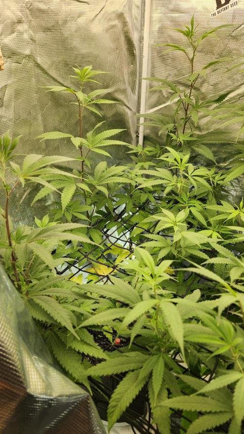 Big Berry Bliss !!Business!!. Week 10 - 06/19