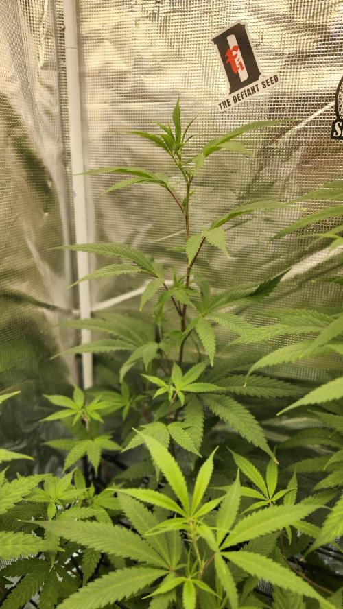 Big Berry Bliss !!Business!!. Week 10 - 06/19