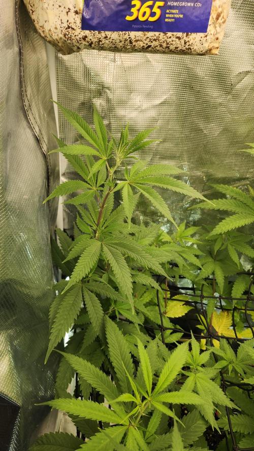 Big Berry Bliss !!Business!!. Week 10 - 06/19